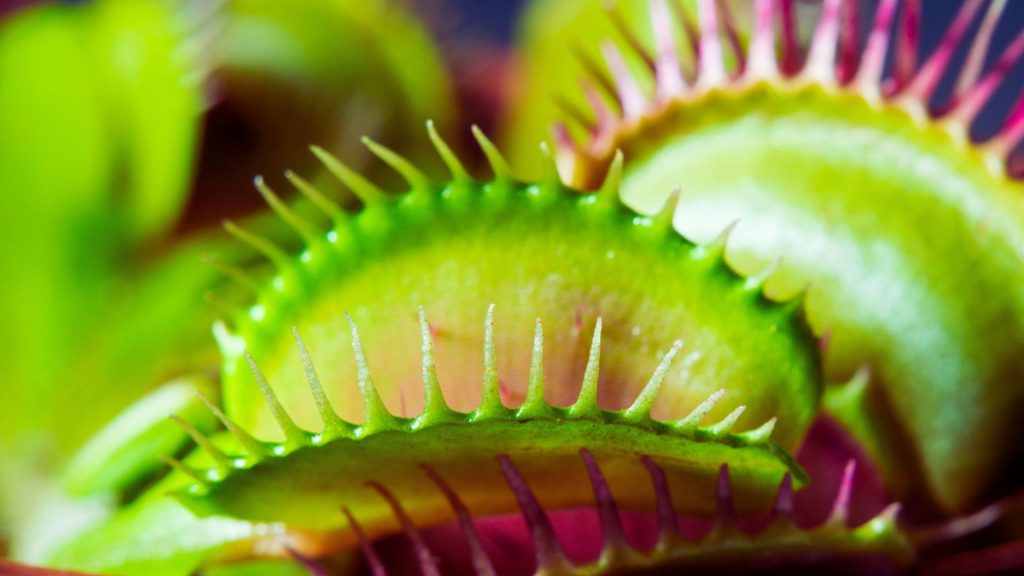 Close-up of a Venus flytrap symbolizing relapse triggers and risk awareness